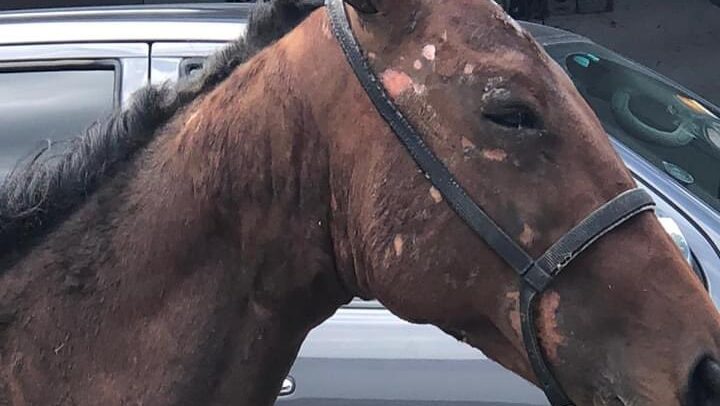 JOE.ie - Gardai undertake searches as part of horse trafficking swoop across Ireland