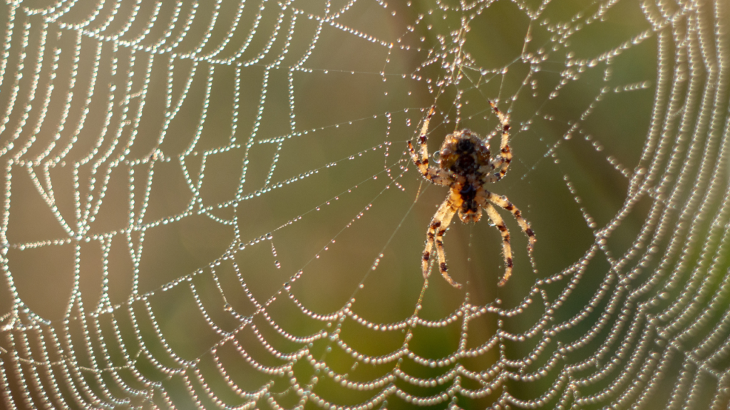 Hot weather increasing the number of false widow spiders
