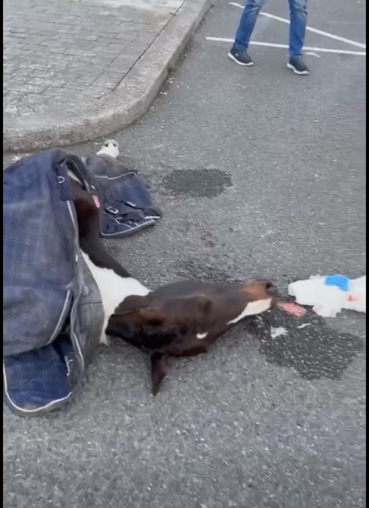 Fury after pony killed in sulky crash in Dublin